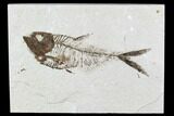 Fossil Fish (Diplomystus) - Wyoming #111268-1